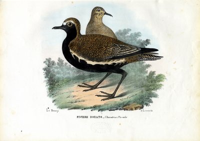 Plover, 1863-79 by Raimundo Petraroja
